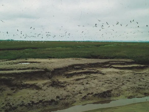 Flock over the parish, photograph held with the bird count return