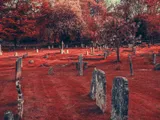 Churchyard in spring