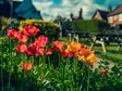 Spring flowers on the green