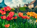 Flower display, spring fête