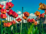 Garden flowers, Chapel Slope