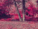 Trees on the parish boundary